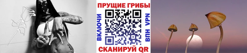 площадка как зайти  Константиновск  Псилоцибиновые грибы прущие грибы  как найти  